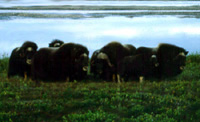 Musk
oxen