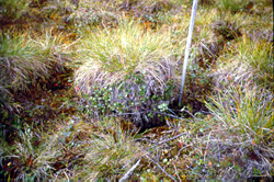 tussock